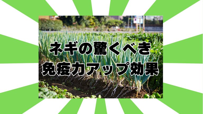 ネギの免疫力アップ効果